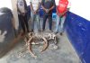 Congo/Justice: Quatre présumés trafiquants de produits de faune interpellés à Nkayi et Dolisie