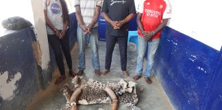 Congo/Justice: Quatre présumés trafiquants de produits de faune interpellés à Nkayi et Dolisie