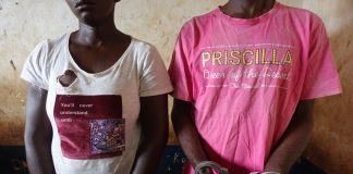 Bouenza/Faune : Un couple interpellé pour détention et tentative de trafic d’un bébé mandrill vivant à Nkayi
